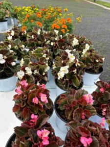 plant sale 6